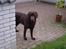 Labrador retriever Neo - Neo på terassen