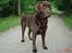 Labrador retriever Neo - Neo i skoven