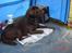 Labrador retriever Neo - Neo på camping. Vagthund