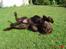 Labrador retriever Neo - Neo der leger flagermus
