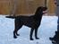 Labrador retriever Neo - Neo i sneen.
