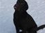 Labrador retriever Neo - Neo der rækker tunge