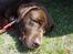 Labrador retriever Neo - Neo den trætte hund