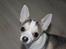 Chihuahua Ravns Cosmo R.I.P - Cosmo, 