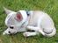Chihuahua Ravns Cosmo R.I.P - cosmo i haven