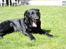 Labrador retriever Newton <3 - Smukke Newton<3!