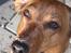 Gravhund Fiona