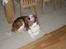 Welsh springer spaniel NIkko