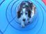 Welsh springer spaniel NIkko