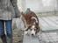 Welsh springer spaniel NIkko