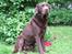 Labrador retriever Juccie - Velkommen til Juccies profil :o)