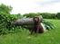 Labrador retriever Juccie