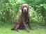 Labrador retriever Juccie