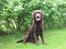 Labrador retriever Juccie