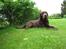 Labrador retriever Juccie