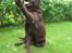 Labrador retriever Juccie