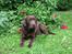 Labrador retriever Juccie