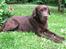Labrador retriever Juccie