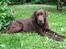 Labrador retriever Juccie