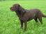 Labrador retriever Juccie