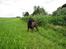 Labrador retriever Juccie