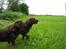Labrador retriever Juccie - Juccie er længst væk i billedet, forrest står moderen - Choko