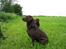 Labrador retriever Juccie - Juccie er forrest i billedet og moderen - Choko, står omme bagved