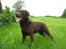 Labrador retriever Juccie