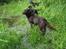 Labrador retriever Juccie