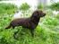 Labrador retriever Juccie