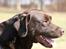 Labrador retriever Juccie