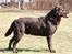 Labrador retriever Juccie