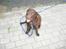 Labrador retriever Sille R.I.P
