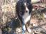 Shetland sheepdog Joey  - Det nyeste af den smukke ;)