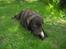 Labrador retriever Sille R.I.P
