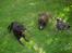 Labrador retriever Sille R.I.P - Sille i midten.