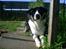 Blanding af racer Milo (Border Collie/Lab.)