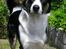 Blanding af racer Milo (Border Collie/Lab.)
