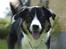 Blanding af racer Milo (Border Collie/Lab.)
