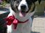 Blanding af racer Milo (Border Collie/Lab.)