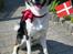 Blanding af racer Milo (Border Collie/Lab.)