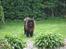 Chow chow Henning