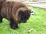 Chow chow Henning