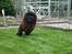 Chow chow Henning