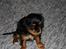 Cavalier king charles spaniel Pultz's Sille  - Uha kun 10 uger og lige flyttet hjemmefra 16.01.2009