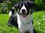 Blanding af racer Milo (Border Collie/Lab.)