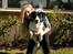 Blanding af racer Milo (Border Collie/Lab.)