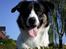 Blanding af racer Milo (Border Collie/Lab.)