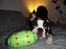 Boston terrier Conrad
