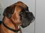Boxer Chiffon